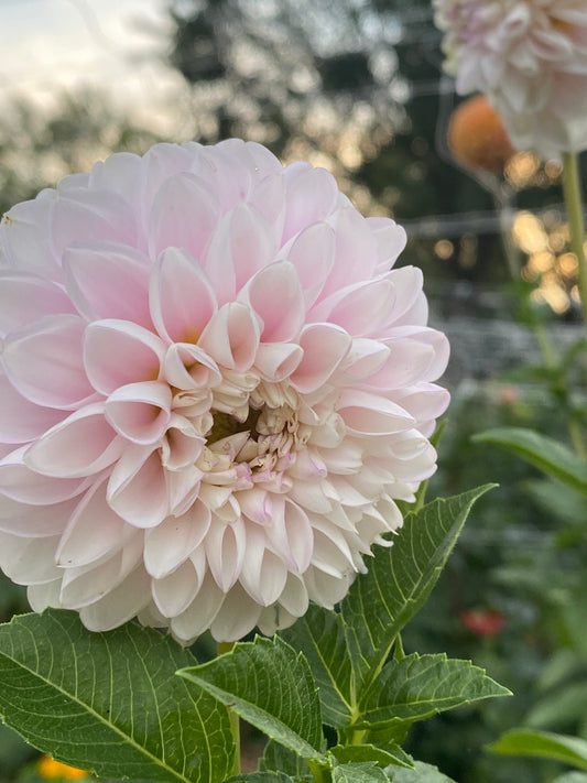 Sweet Nathalie Dahlia Tuber