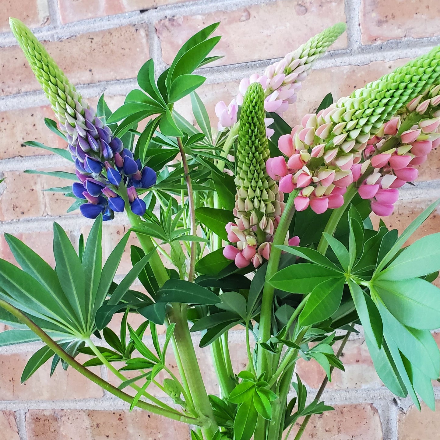 Spring Floral CSA Subscription