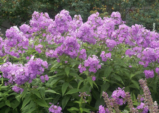 Garden Phlox