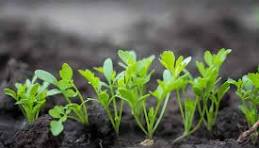 Arugula Seedling Pack
