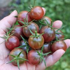 Black Cherry Tomato