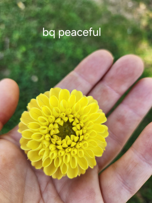 Bloomquist Peaceful Dahlia POTTED PLANT