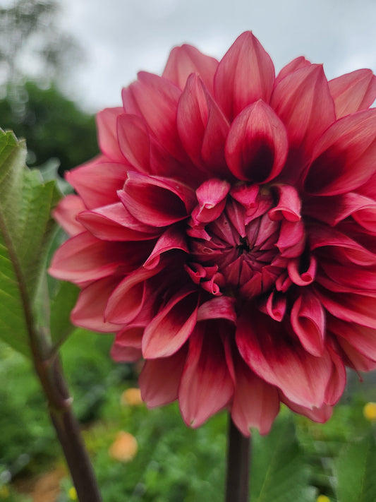 Bloomquist York Dahlia Tuber