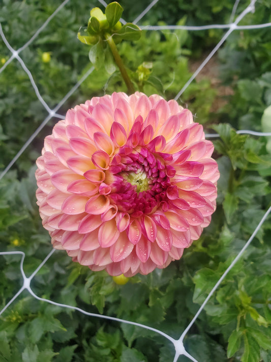 Bonanza Dahlia Potted Plant