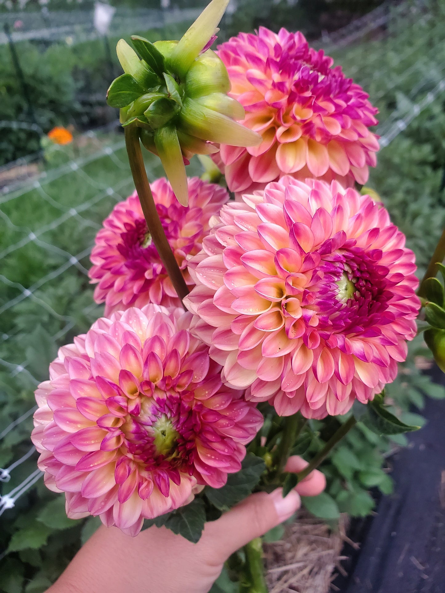 Bonanza Dahlia Tuber