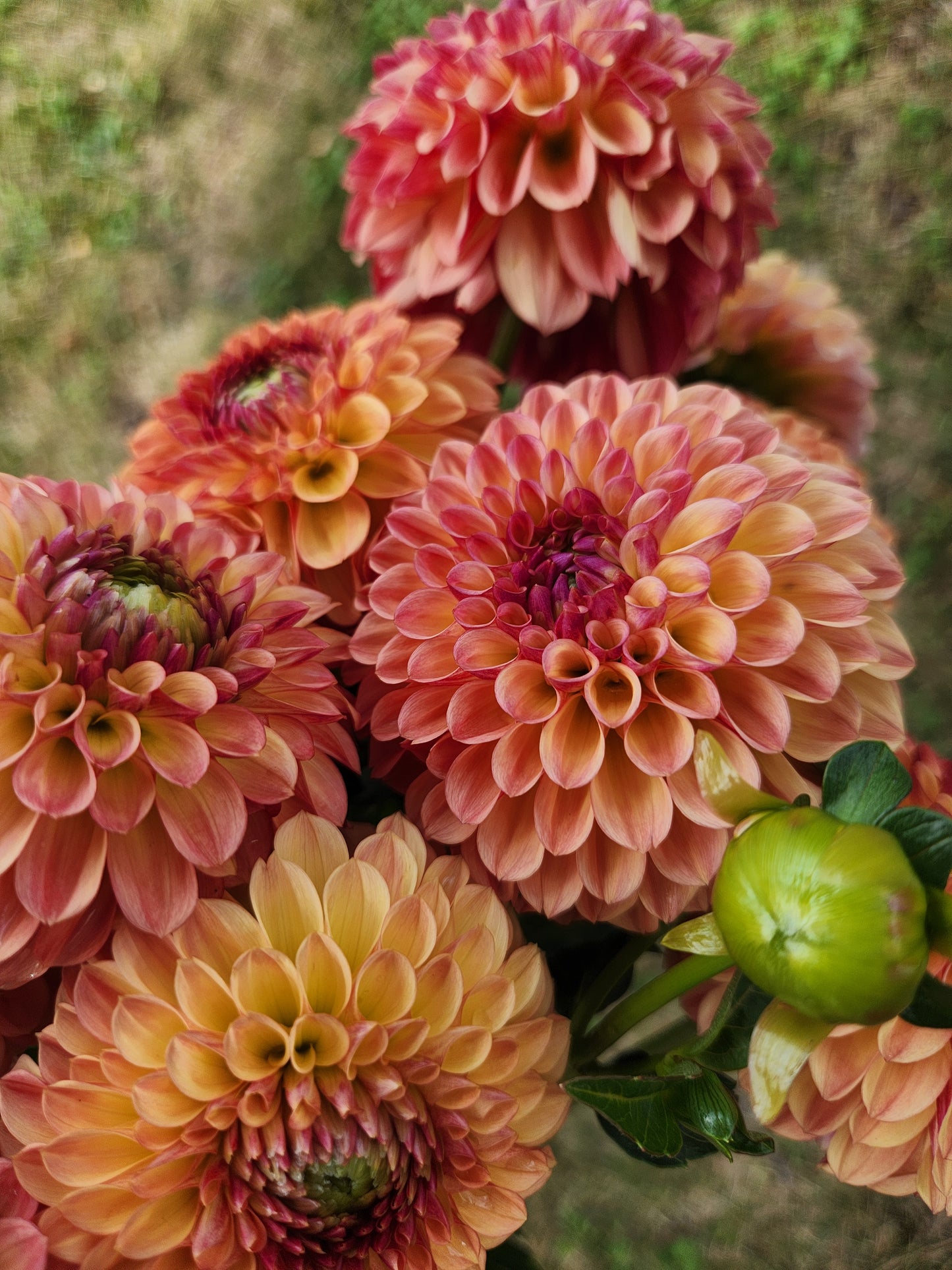 Bonanza Dahlia Tuber