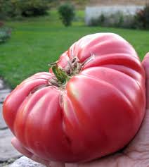 Brandywine Tomato