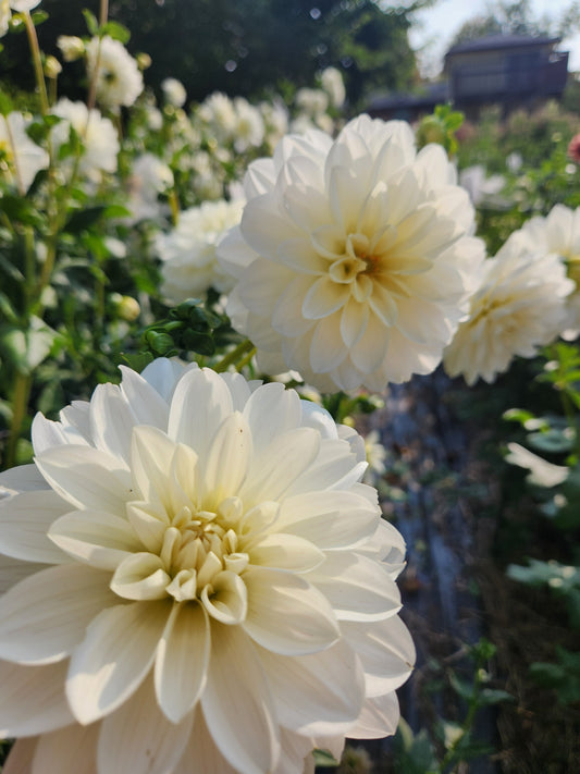 Bridezilla Dahlia Potted Plant