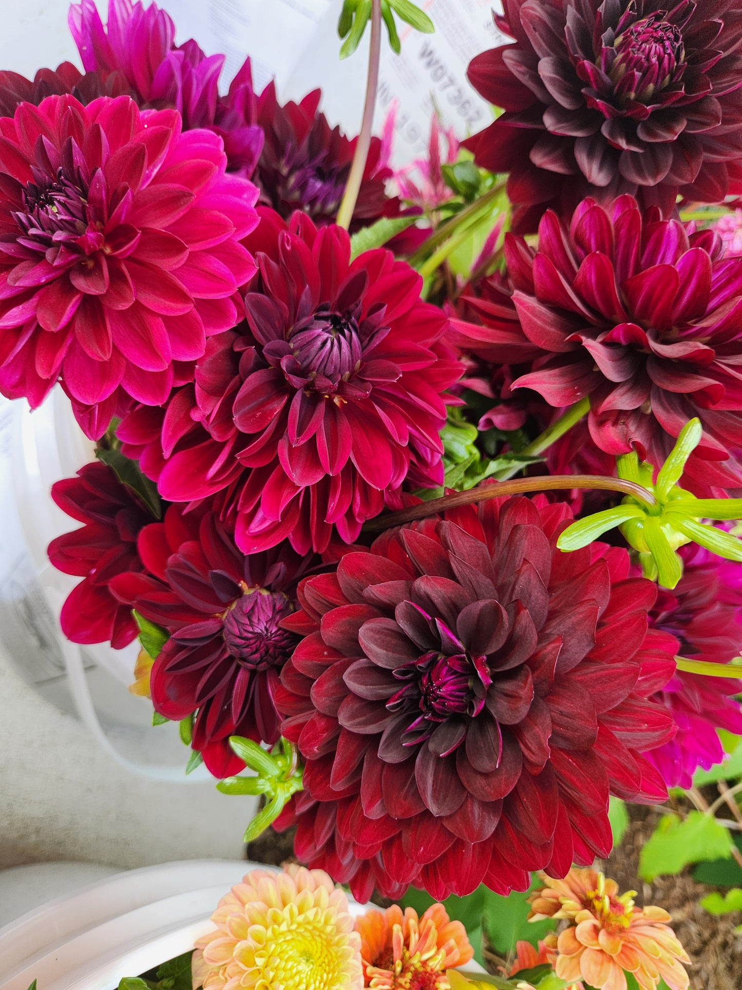 Black Satin Dahlia Tuber