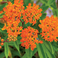 Orange Butterfly Weed