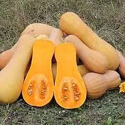 Butternut Squash
