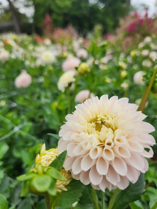 Camano Zoe Dahlia Potted Plant