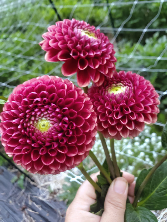Copper Boy Dahlia Tuber
