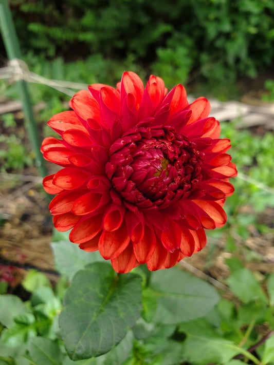 Brown Sugar Dahlia Tuber