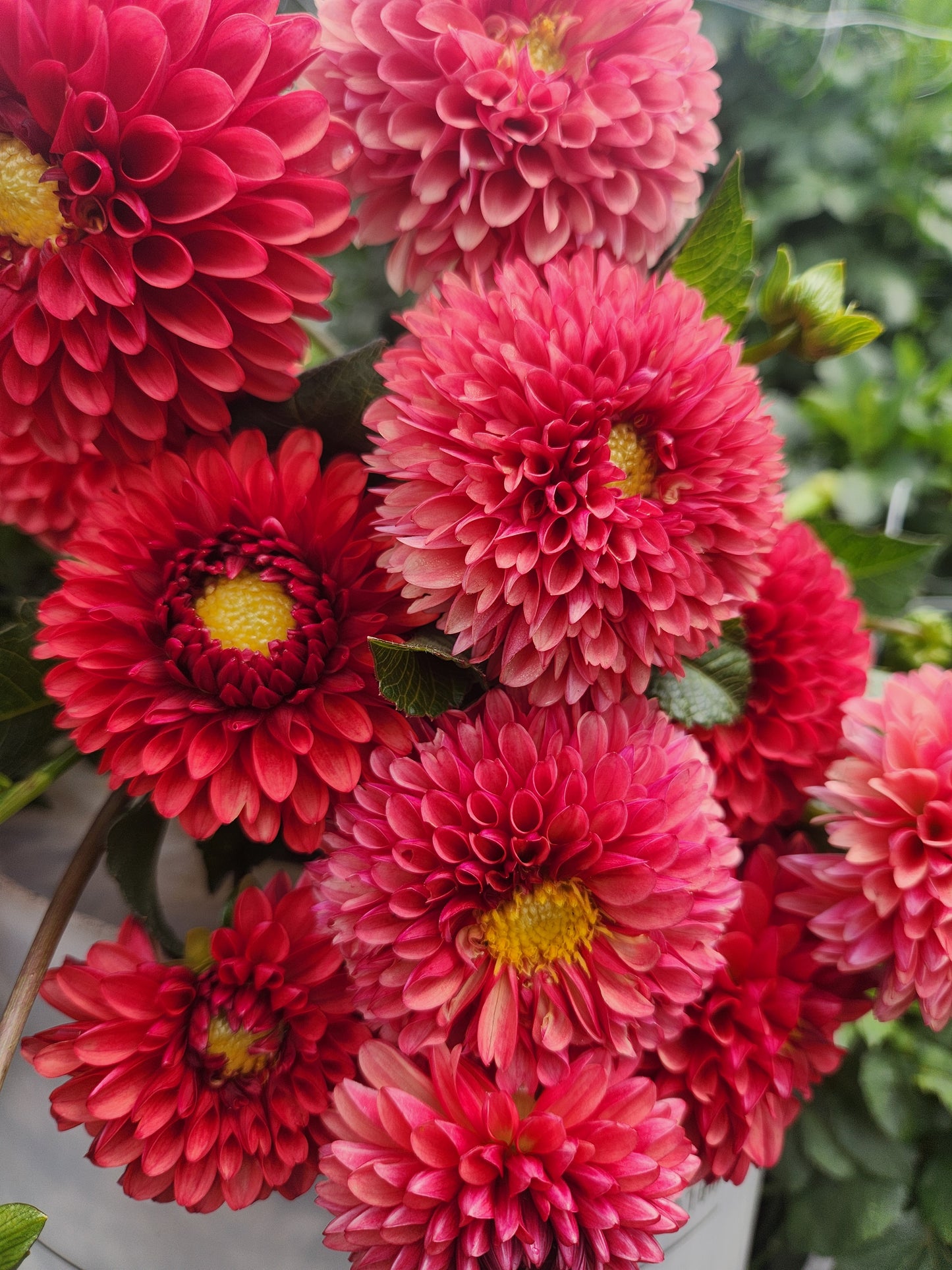 Brown Sugar Dahlia Tuber