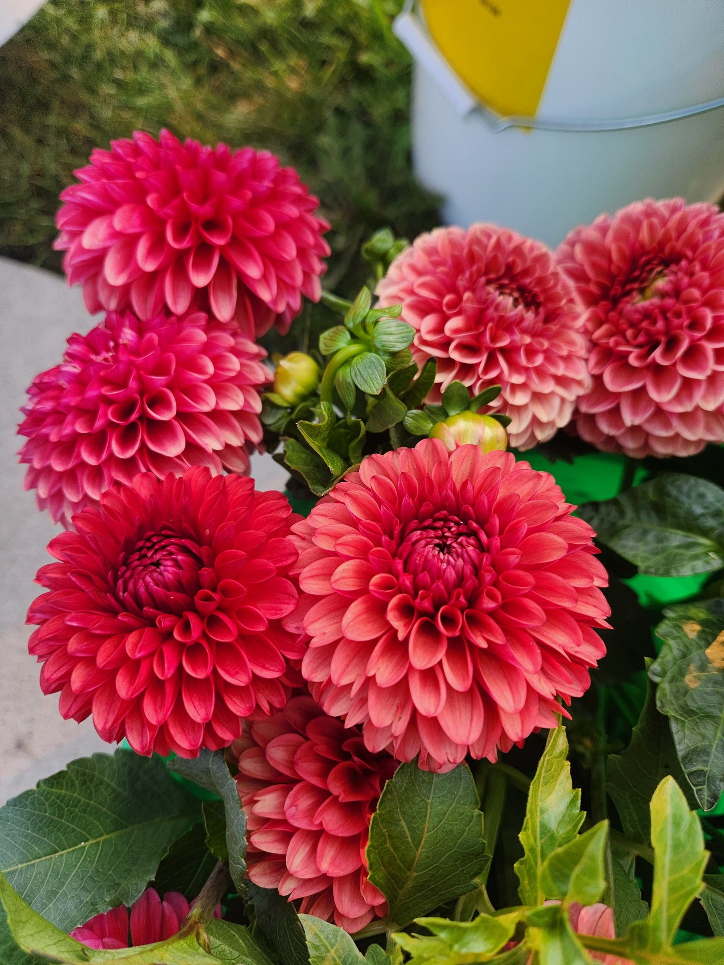 Brown Sugar Dahlia Tuber