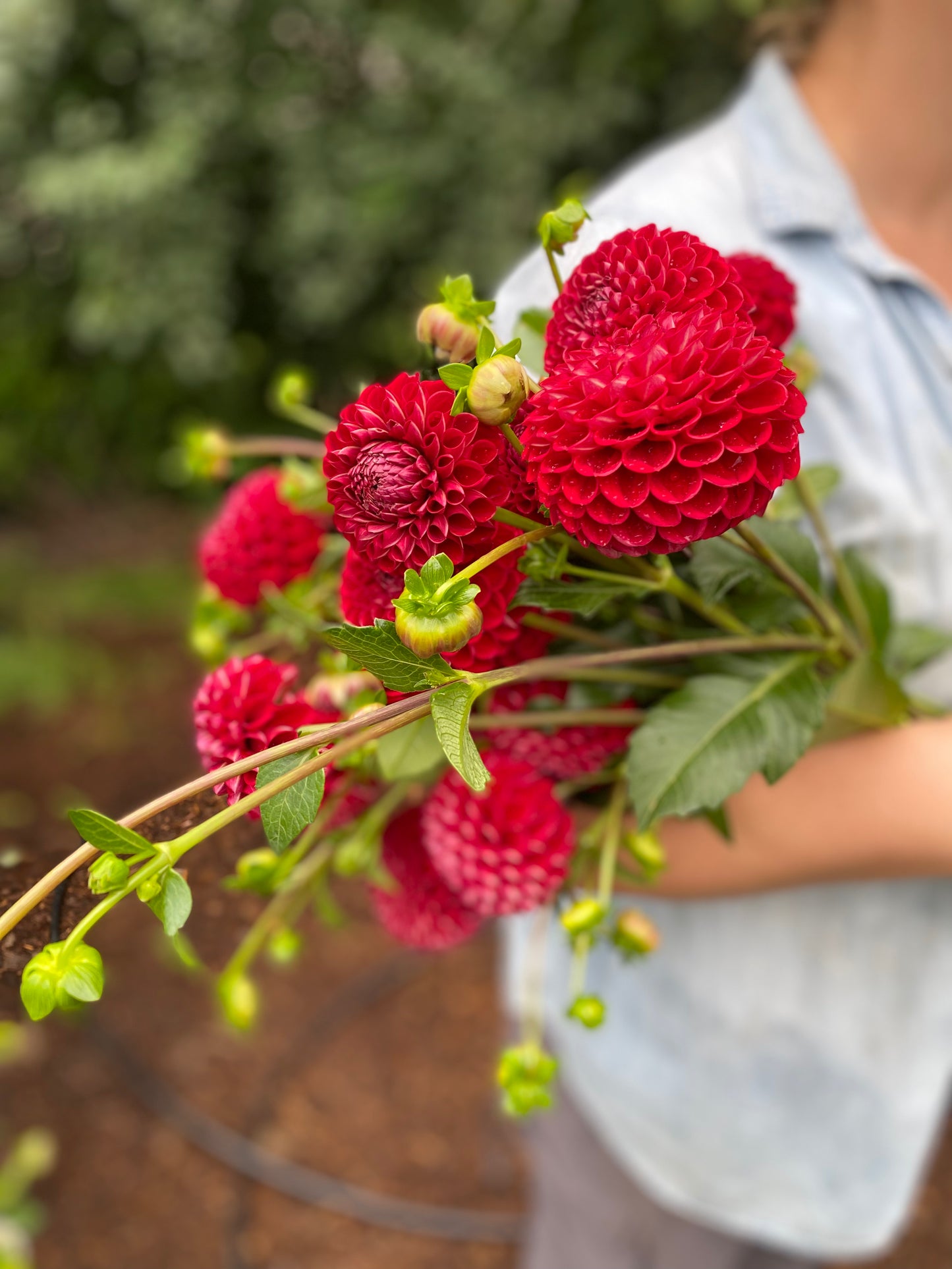 Cornel Dahlia Potted Plant