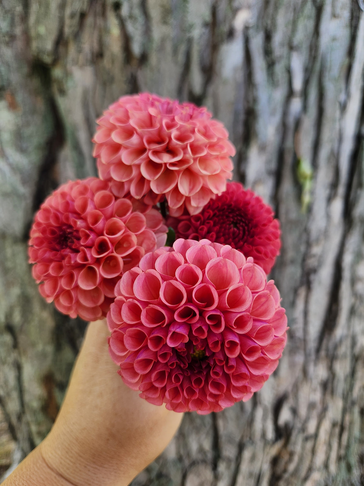 Ferncliff Rusty Dahlia Tuber