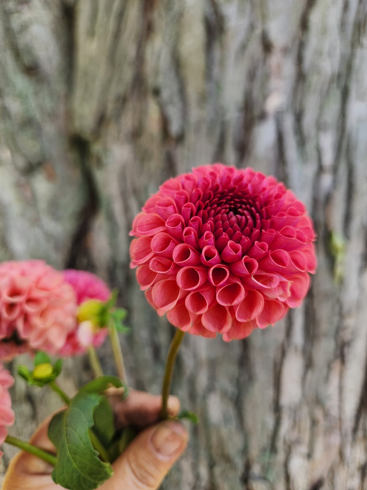 Ferncliff Rusty Dahlia Tuber