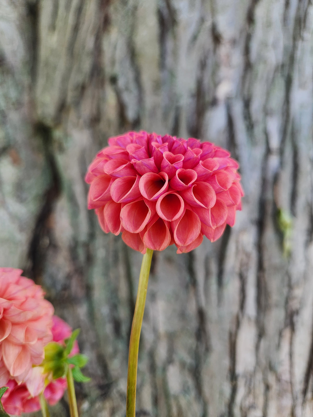Ferncliff Rusty Dahlia Tuber