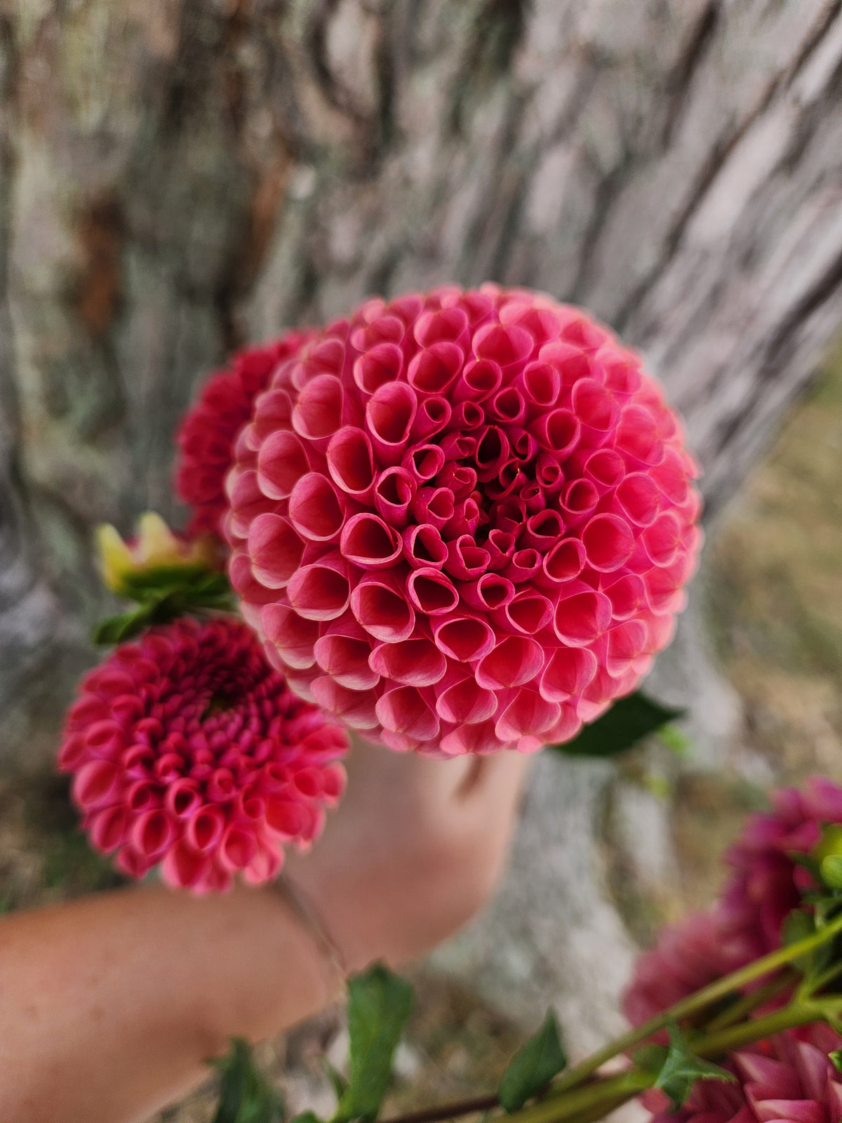Ferncliff Rusty Dahlia Tuber