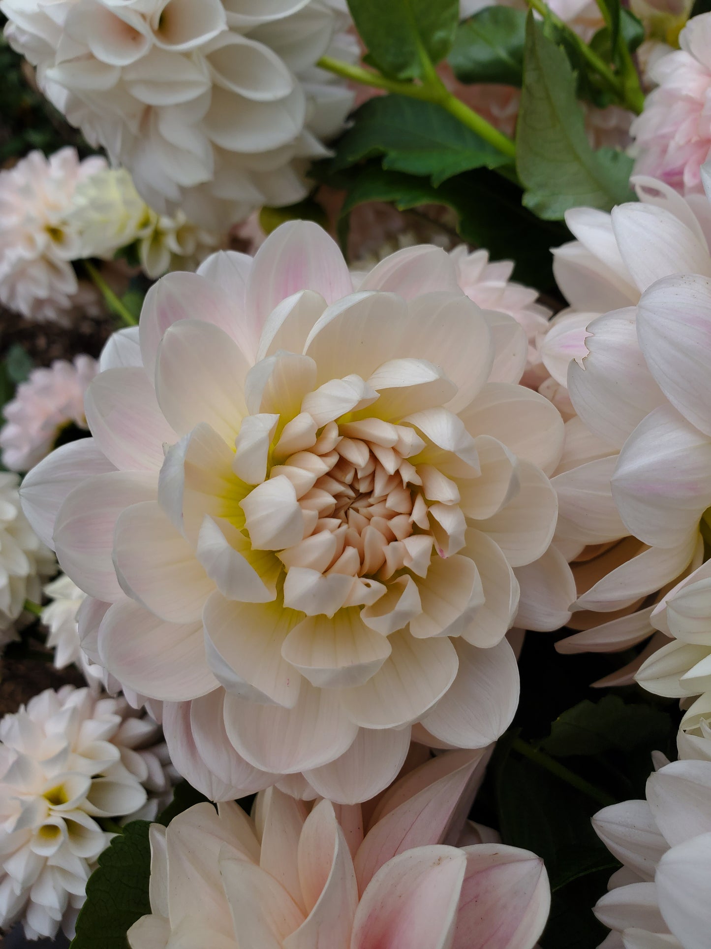 Kelgai Ann Dahlia Tuber
