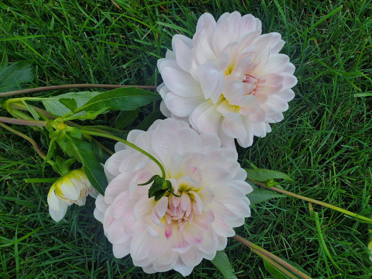 Kelgai Ann Dahlia Tuber