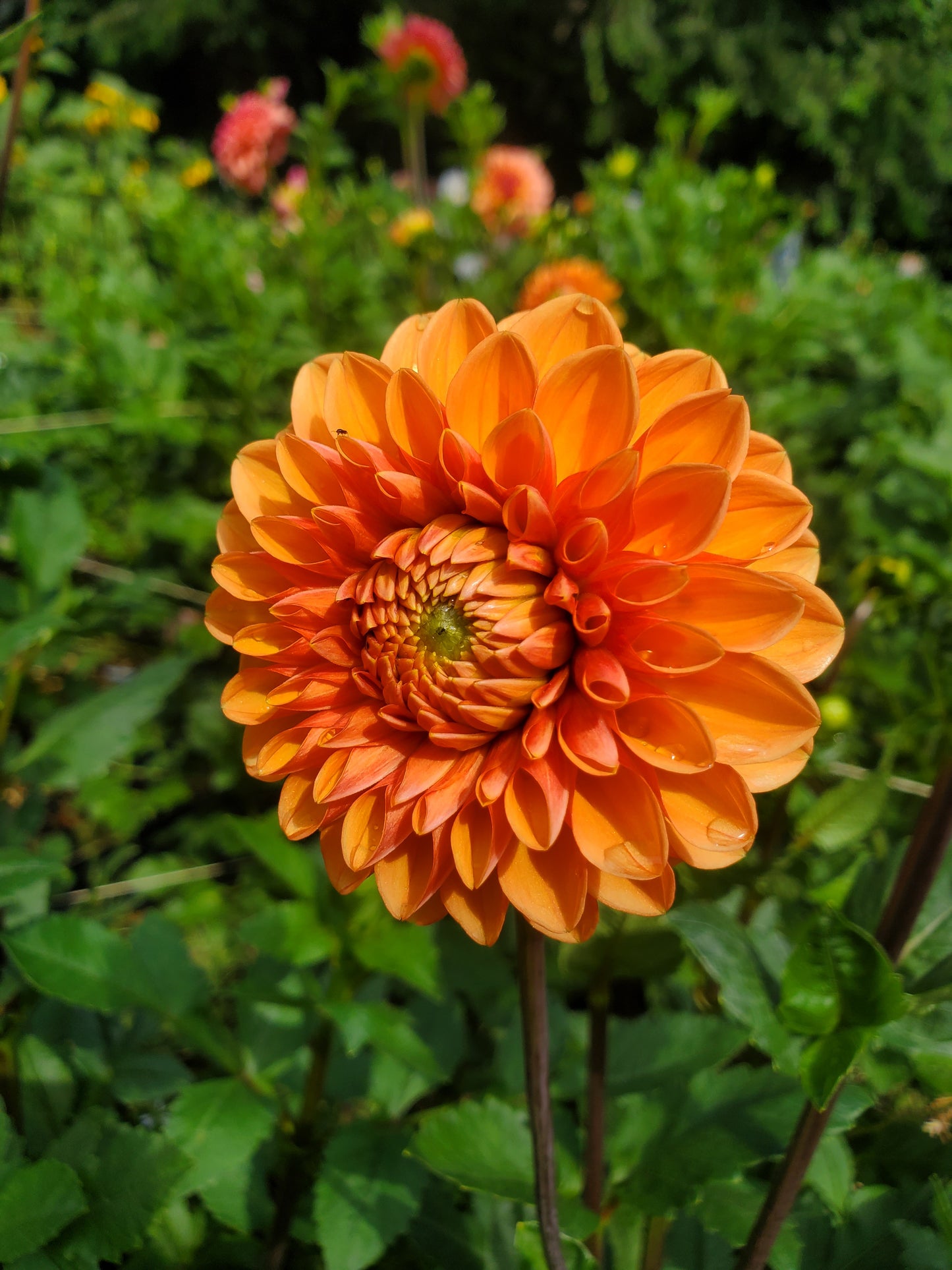 Maarn Dahlia POTTED PLANT