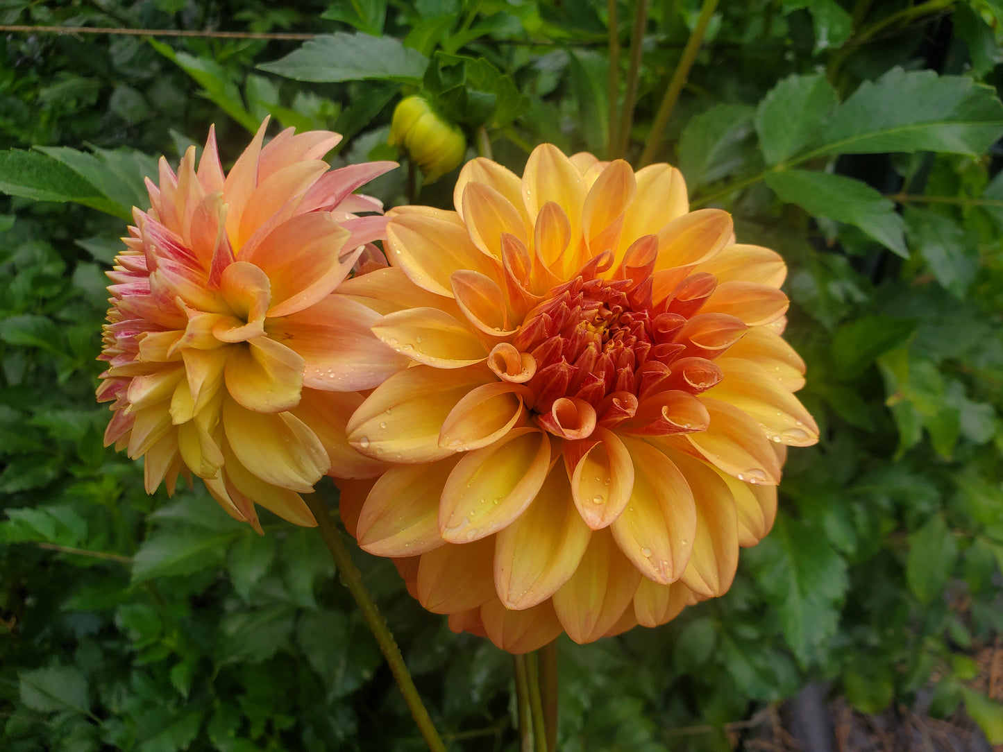 Miss Amara Dahlia Tuber Bundle of 5