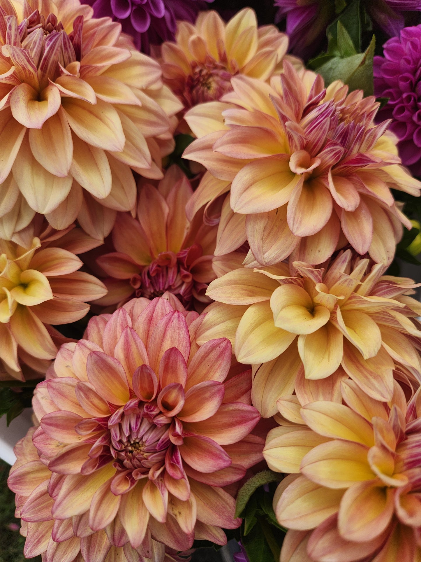 Miss Amara Dahlia Tuber Bundle of 5