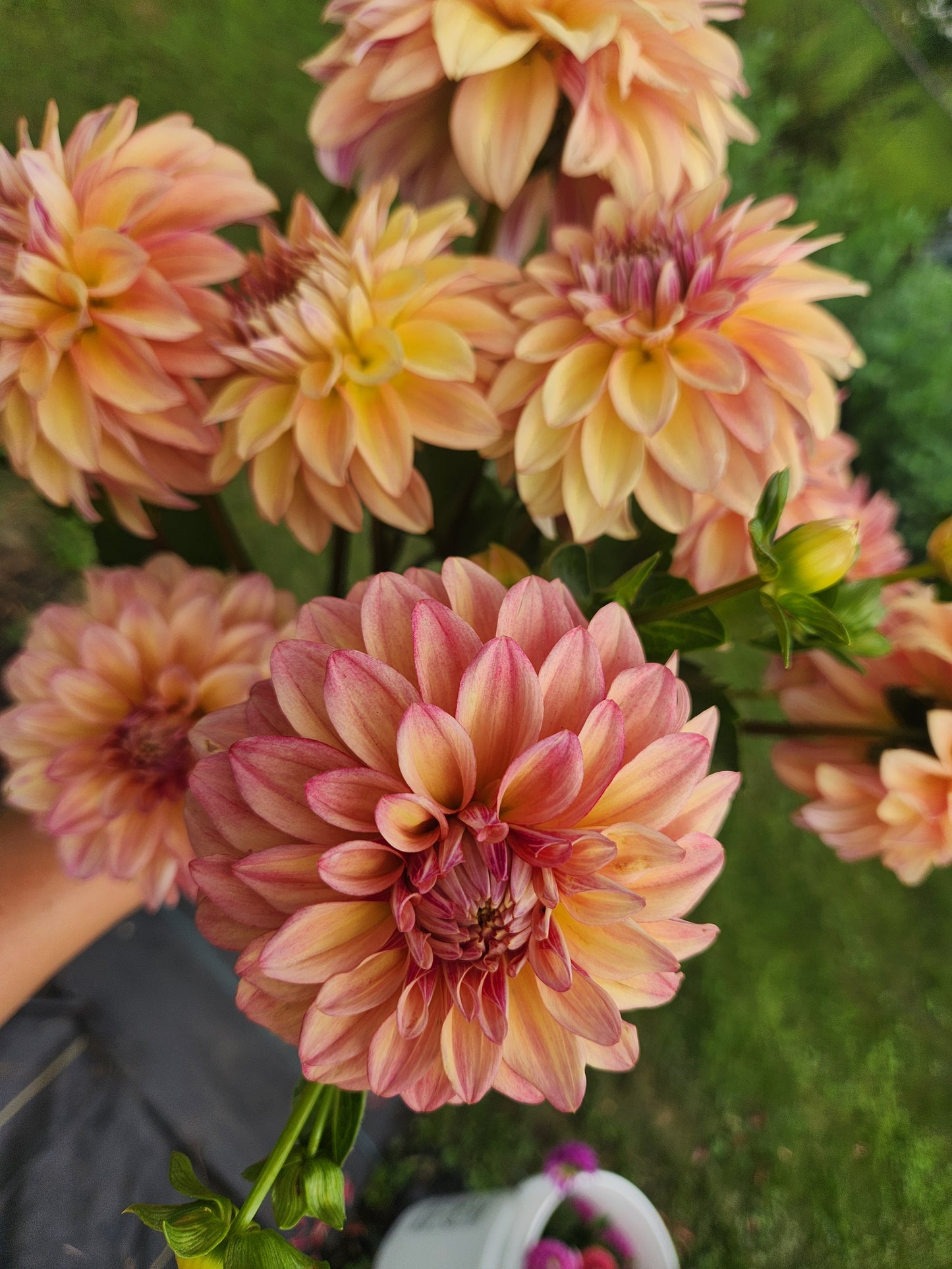 Miss Amara Dahlia Tuber Bundle of 5