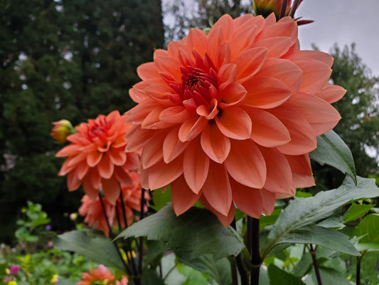 Nicholas Dahlia Potted Plant