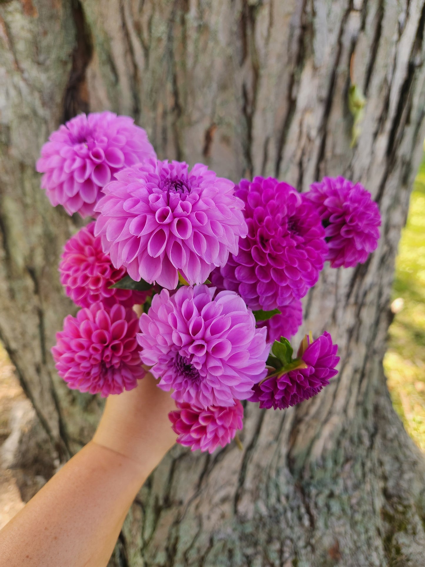 Robann Royal Dahlia Tuber