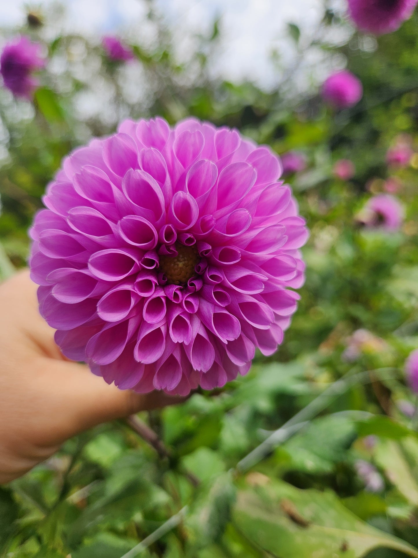 Robann Regal Dahlia Tuber