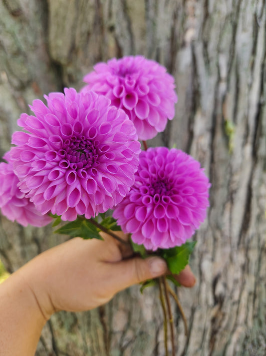Robann Regal Dahlia Tuber