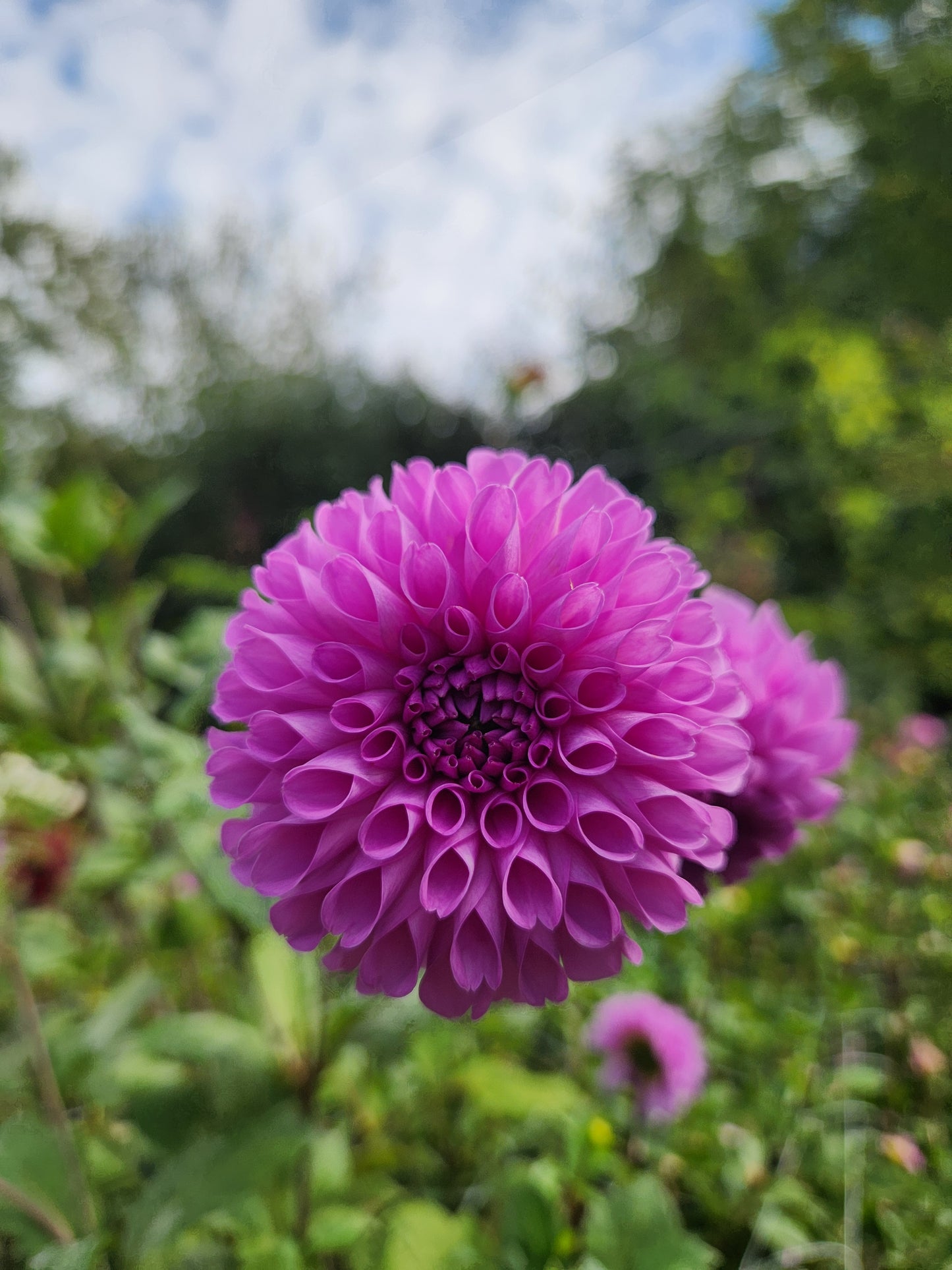 Robann Regal Dahlia Tuber