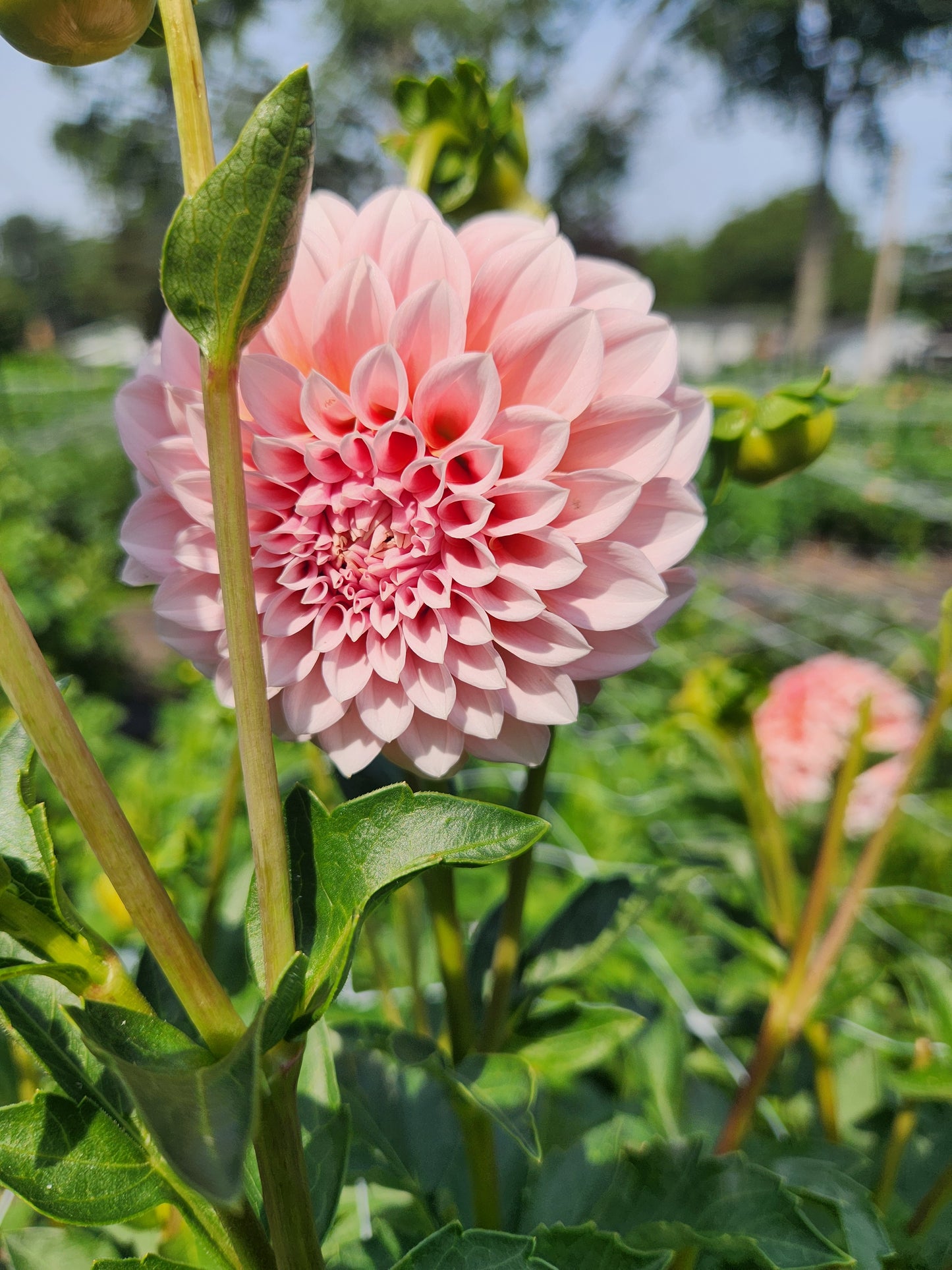 Sweet Nathalie Dahlia Tuber