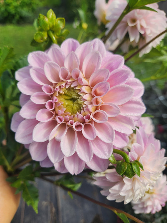 Sweet Nathalie Dahlia Tuber