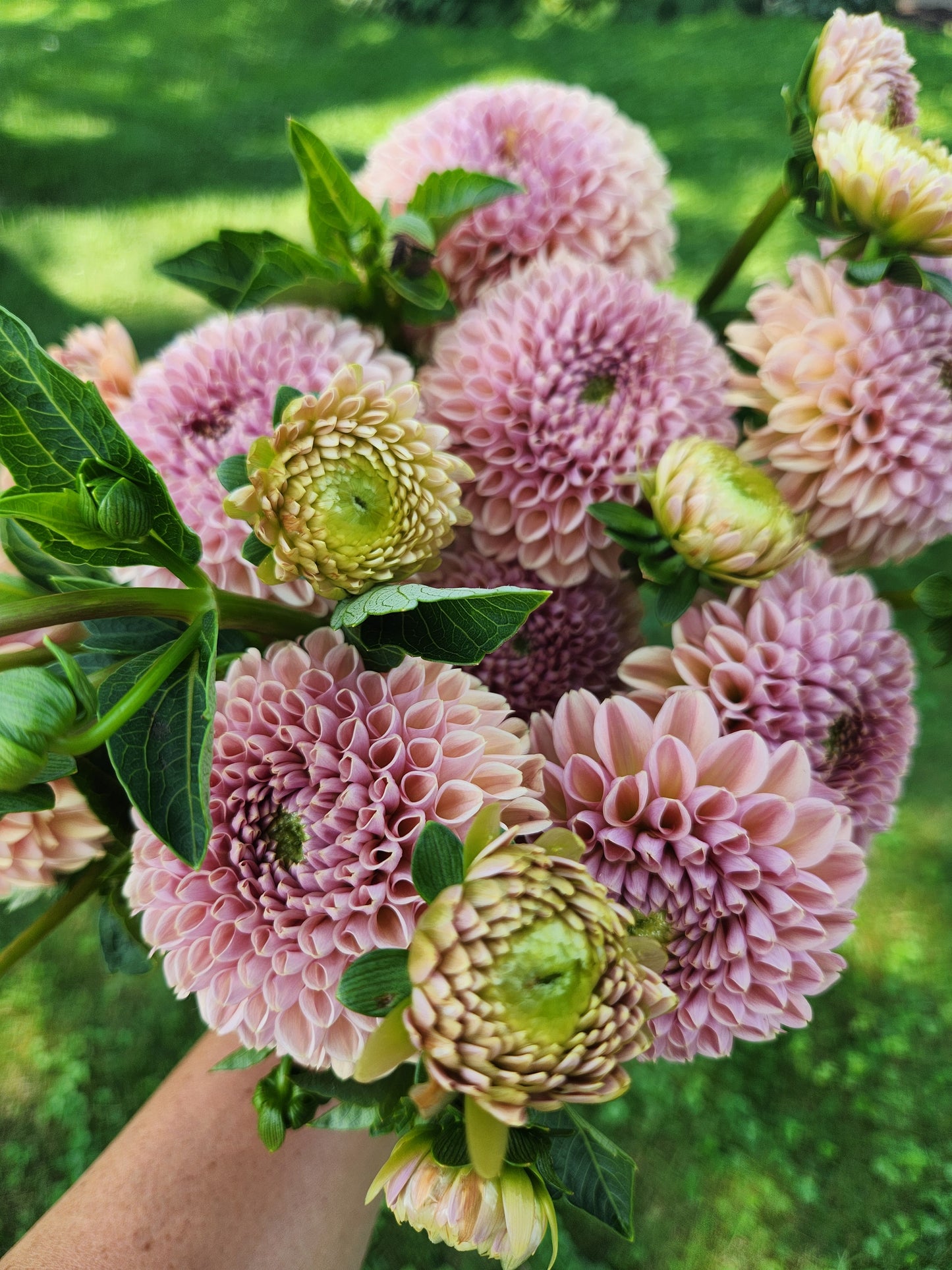 Valley Tawny Dahlia Tuber