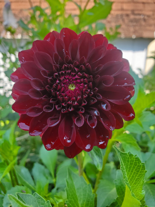 Black Satin Dahlia Tuber