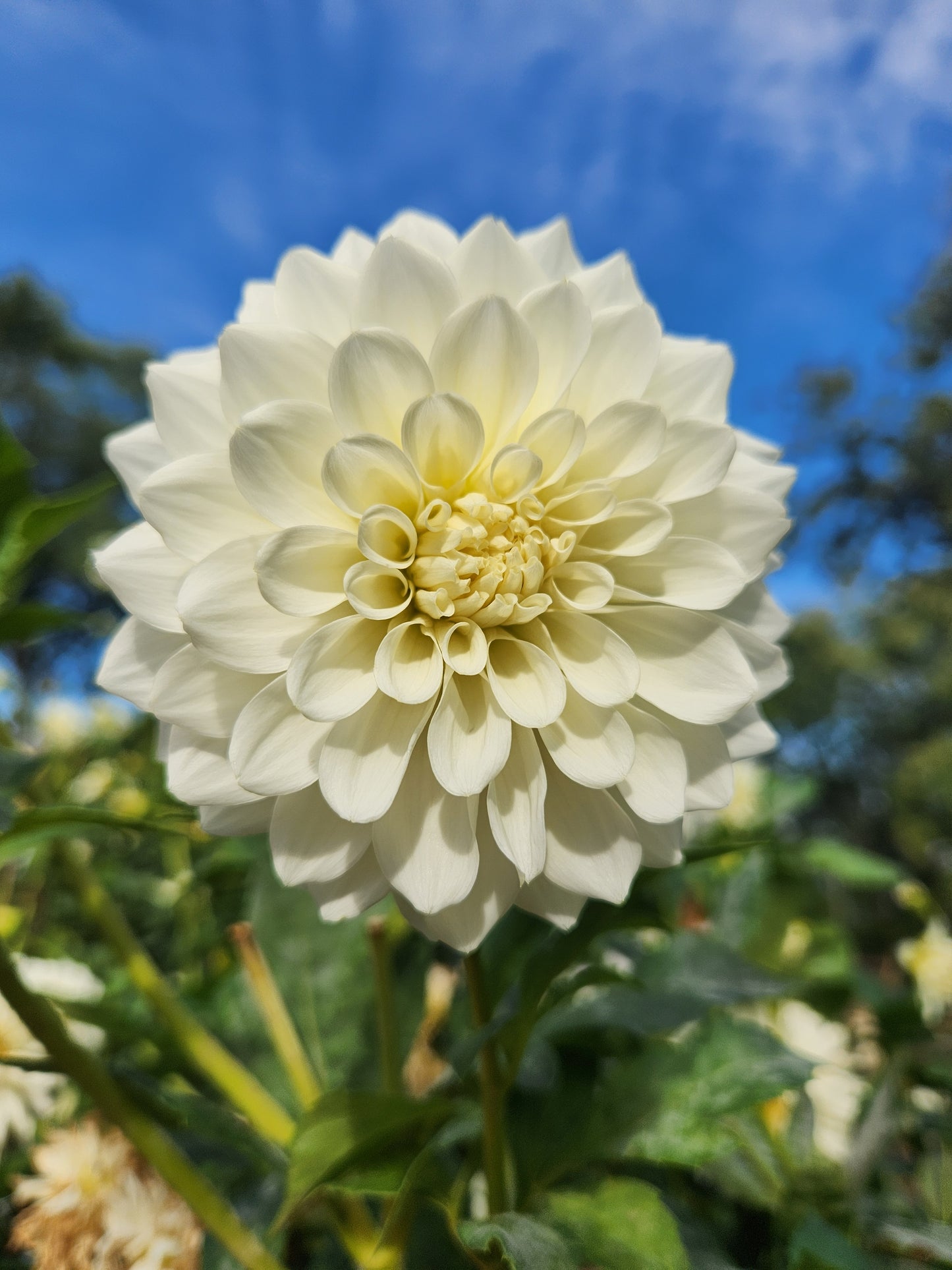 Blizzard Dahlia Tuber Bundle of 5