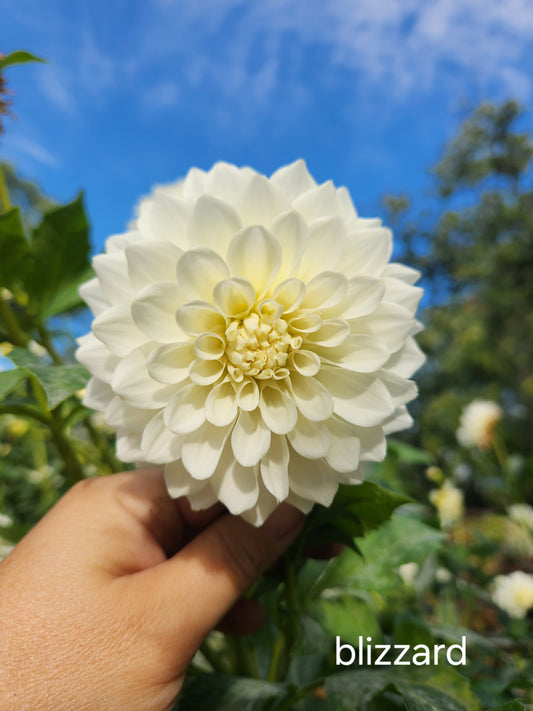 Blizzard Dahlia Tuber Bundle of 5