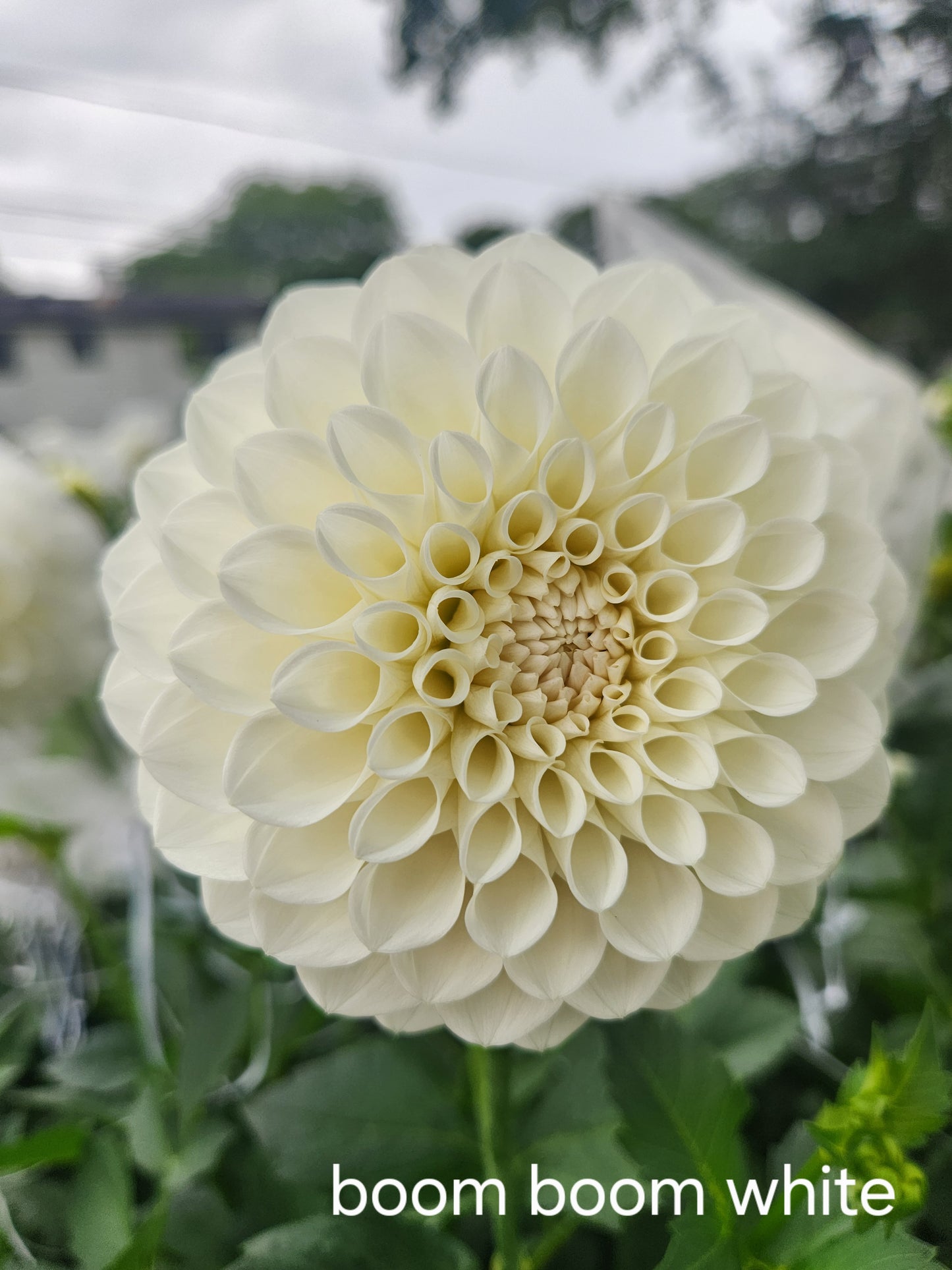 Boom Boom White Dahlia Tuber