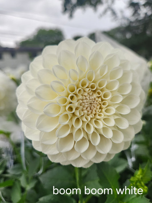 Boom Boom White Dahlia Tuber