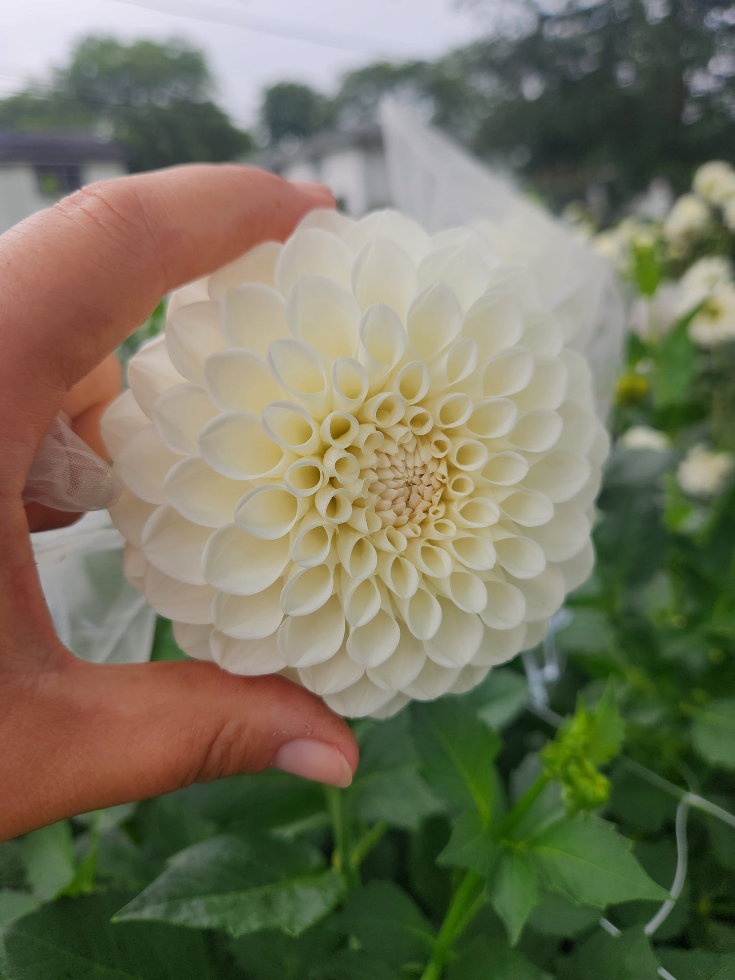 Boom Boom White Dahlia Tuber