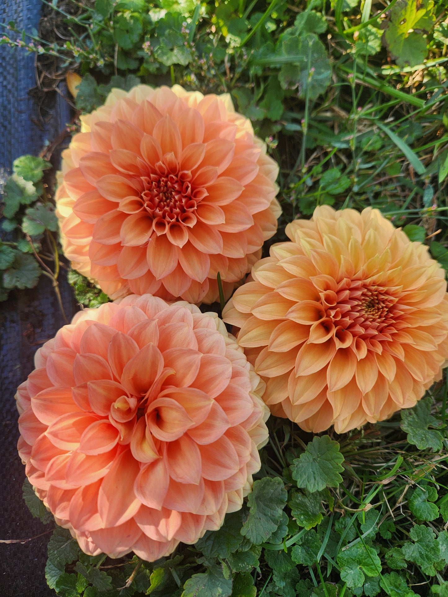 Bracken Palomino Dahlia Tuber