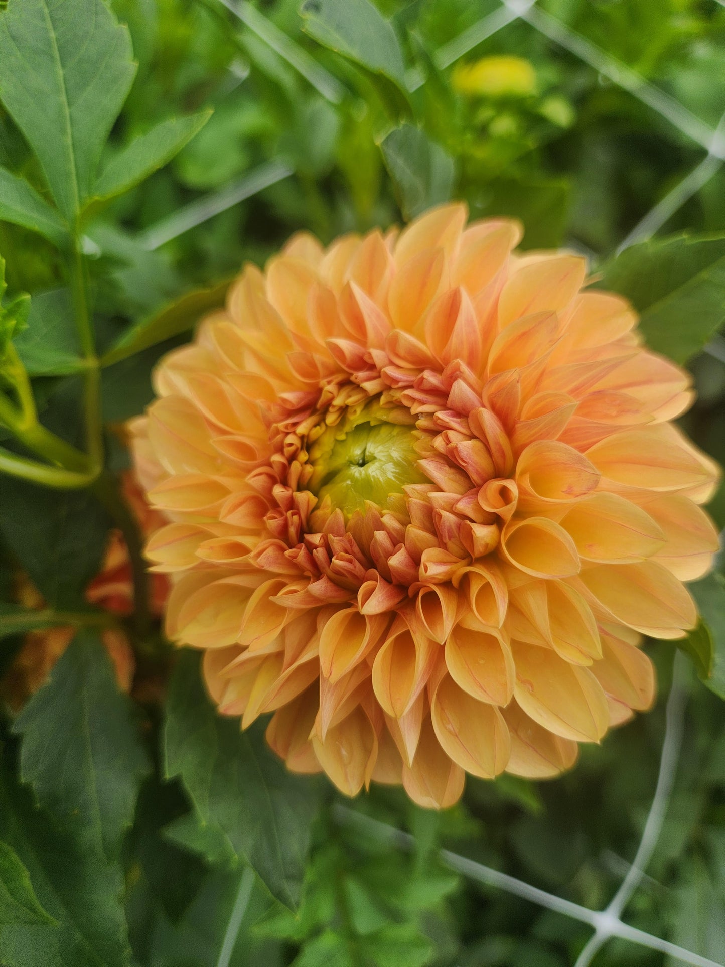 Darcy Dahlia Tuber