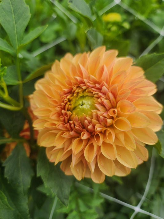 Darcy Dahlia Tuber
