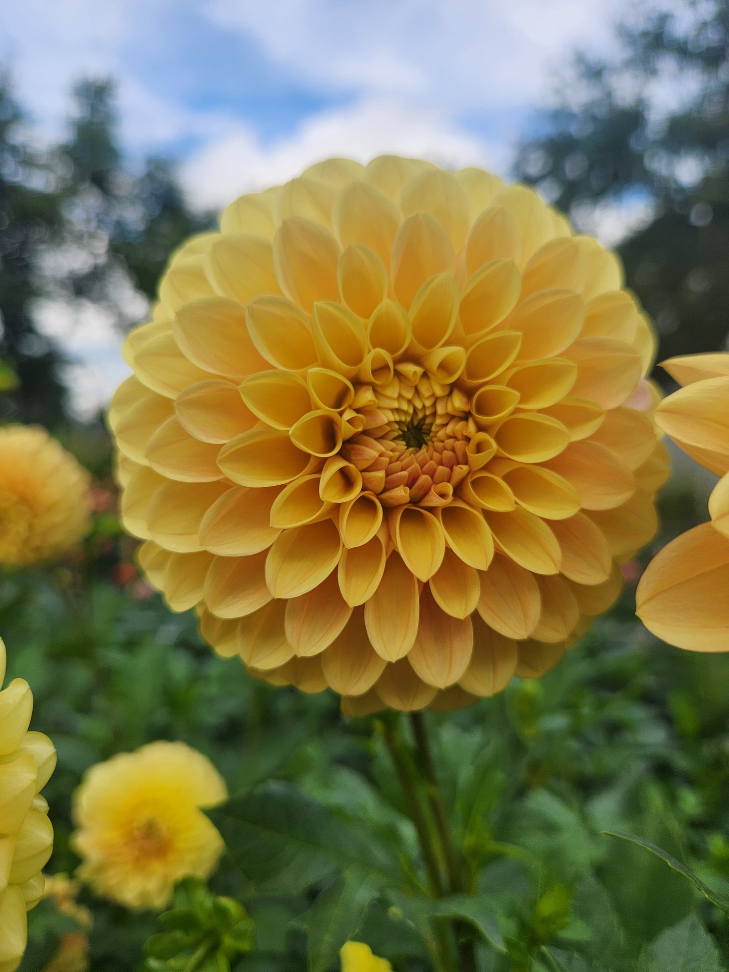 Darcy Dahlia Tuber