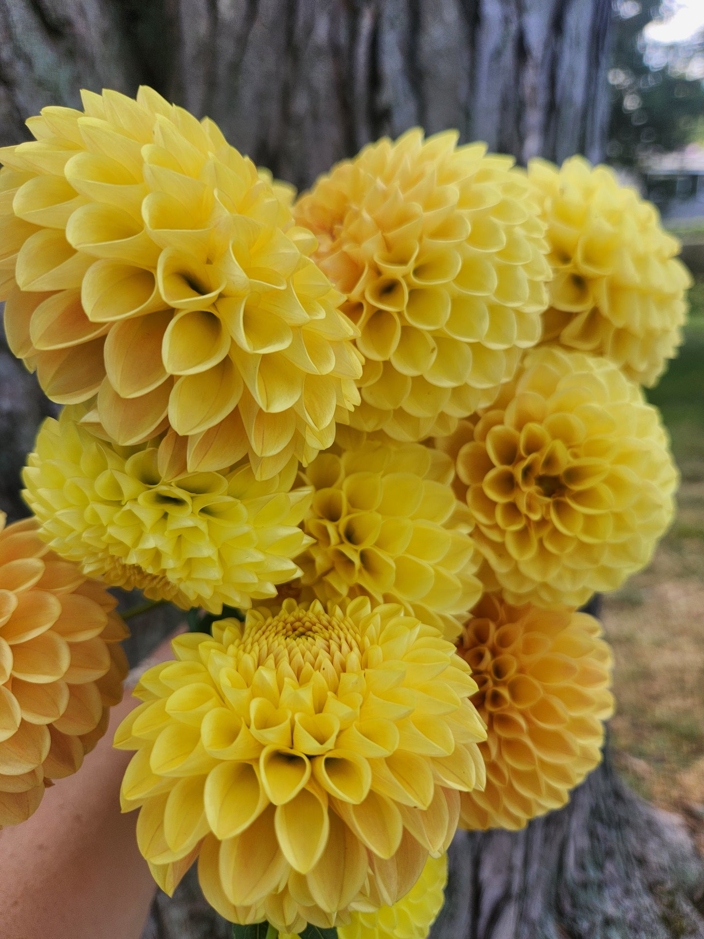 Darcy Dahlia Tuber